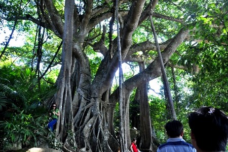 Admiring a thousand-year Banyan tree on Son Tra peak 