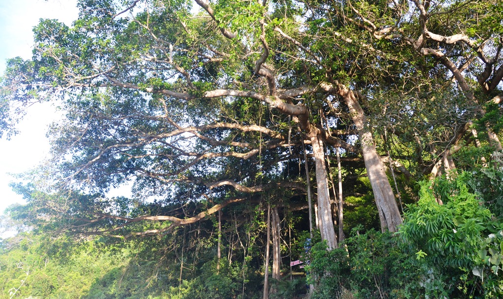 Admiring a thousand-year Banyan tree on Son Tra peak 