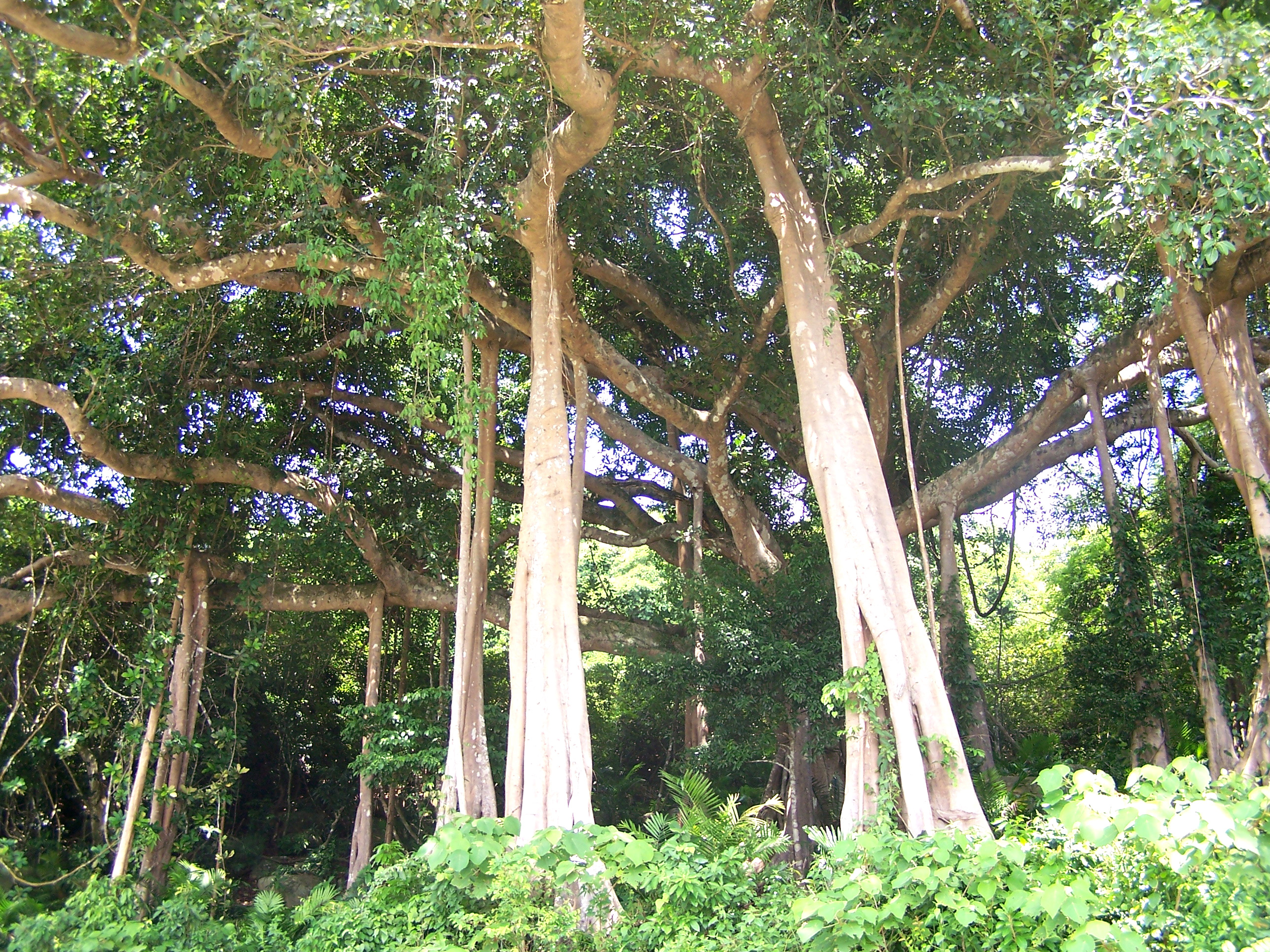 Admiring a thousand-year Banyan tree on Son Tra peak 