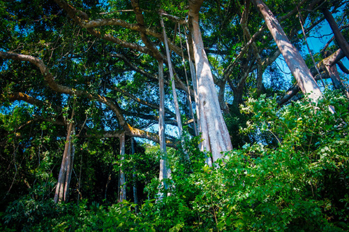 Admiring a thousand-year Banyan tree on Son Tra peak 