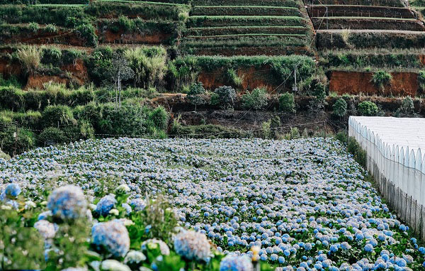 Dân mạng rủ nhau lùng sục vườn hoa cẩm tú cầu đẹp nhất Việt Nam