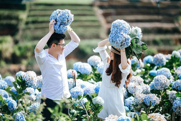 Dân mạng rủ nhau lùng sục vườn hoa cẩm tú cầu đẹp nhất Việt Nam