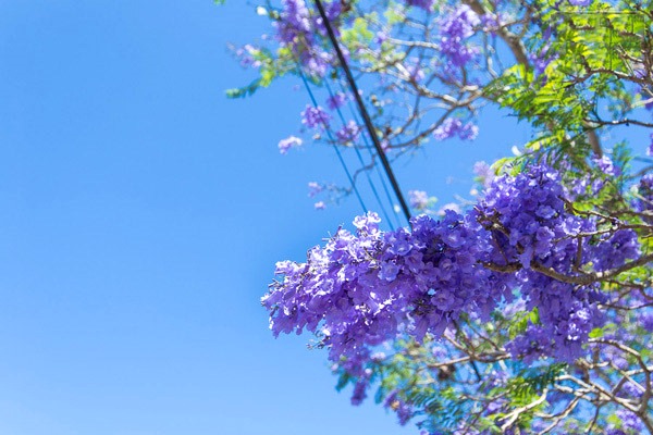 “Ngất lịm” với mùa hoa phượng tím rịm tại Đà Lạt vào tháng 3 và tháng 4