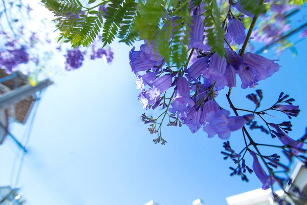 “Ngất lịm” với mùa hoa phượng tím rịm tại Đà Lạt vào tháng 3 và tháng 4