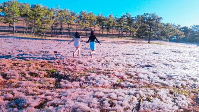Hót hòn họt chỉ sau một đêm, đồi cỏ hồng tại Đà Lạt biến thành cỏ tuyết