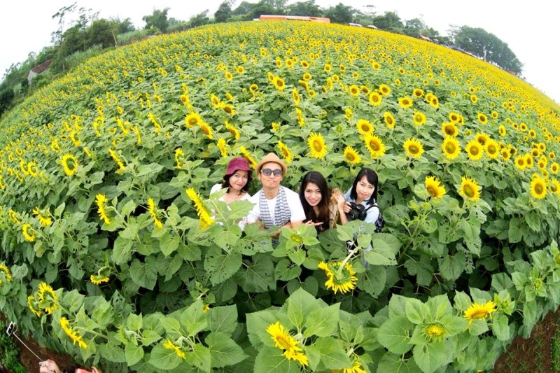 Tháng 12 này, lễ hội hoa dướng dương sẽ diễn ra lần đầu tiên tại Nghệ An