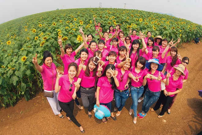 Tháng 12 này, lễ hội hoa dướng dương sẽ diễn ra lần đầu tiên tại Nghệ An