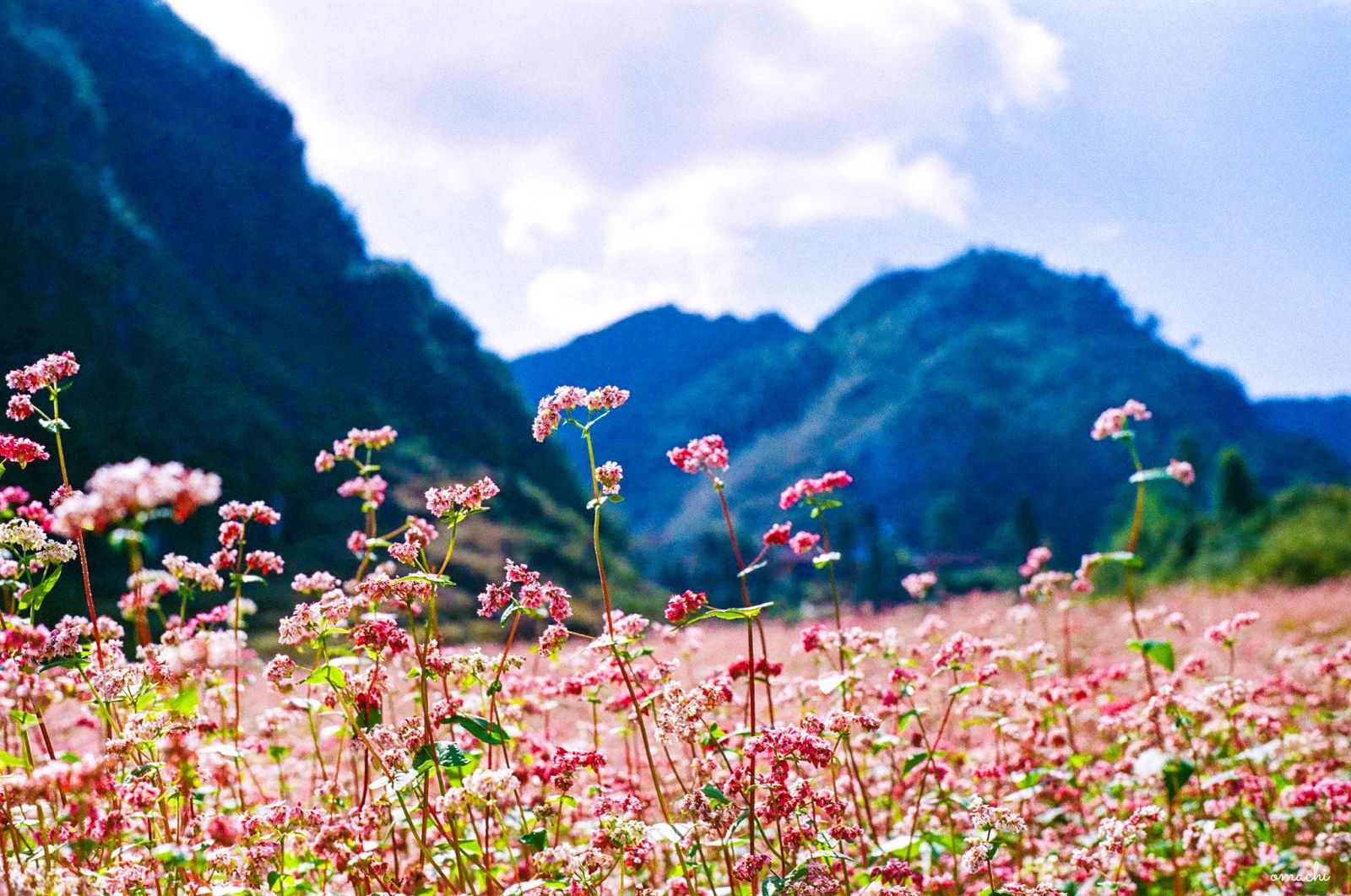 Tháng 10, phượt Hà Giang ngắm hoa tam giác mạch đẹp tựa thiên đường