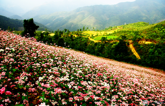 Tháng 10, phượt Hà Giang ngắm hoa tam giác mạch đẹp tựa thiên đường