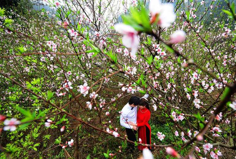 Chỉ điểm 4 loài hoa đẹp ở Mộc Châu mê đắm du khách