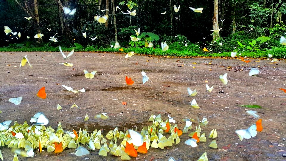 Rừng Cúc Phương hóa xứ thần tiên với hàng vạn con bướm trắng
