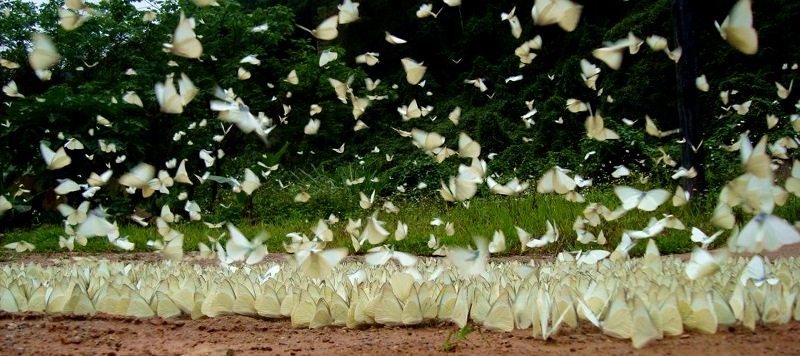 Rừng Cúc Phương hóa xứ thần tiên với hàng vạn con bướm trắng