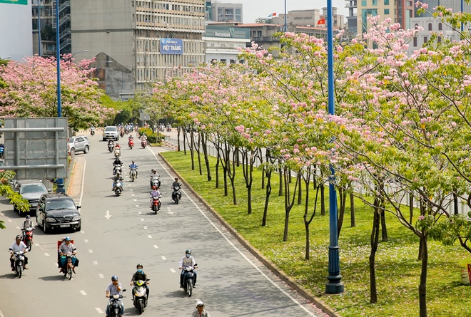 Sài Gòn đã có một loài hoa để người ta thương nhớ: Hoa kèn hồng! -  CheckinDanang.com