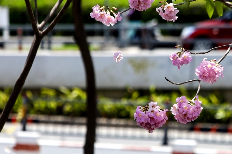 Sài Gòn đã có một loài hoa để người ta thương nhớ: Hoa kèn hồng!
