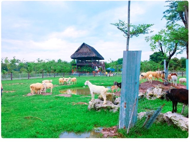 Tha hồ “sống ảo” với các trang trại siêu hot này ở Sài Gòn
