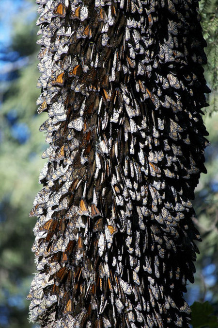 Đàn bướm vượt 4.000 km về Mexico nghỉ đông