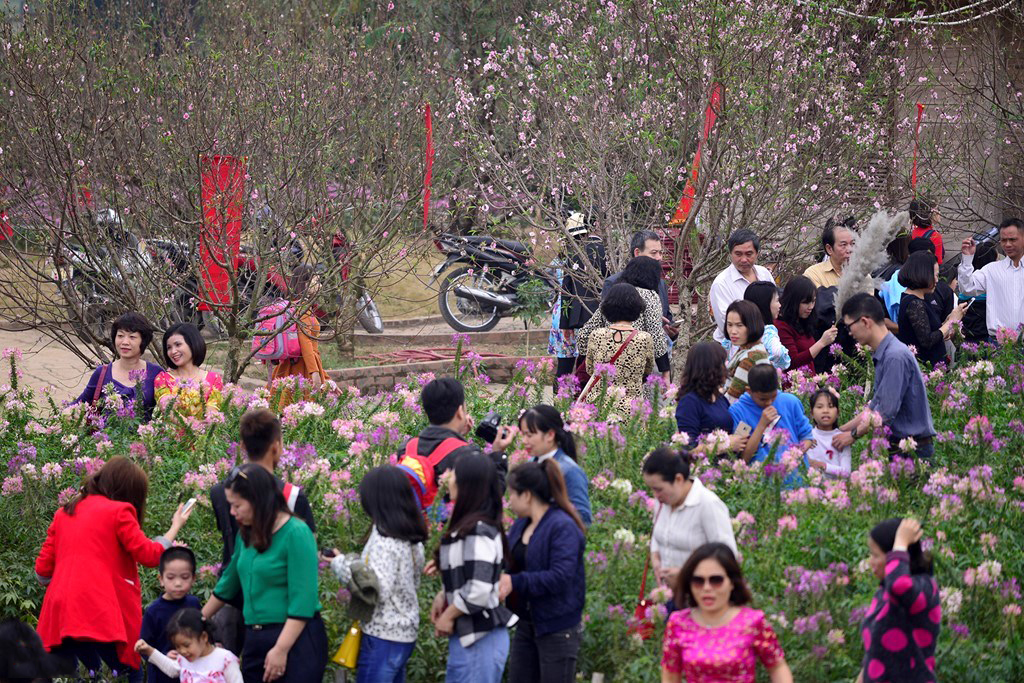 Vườn đào Nhật Tân đã khoe sắc chào đón Tết Đinh Dậu