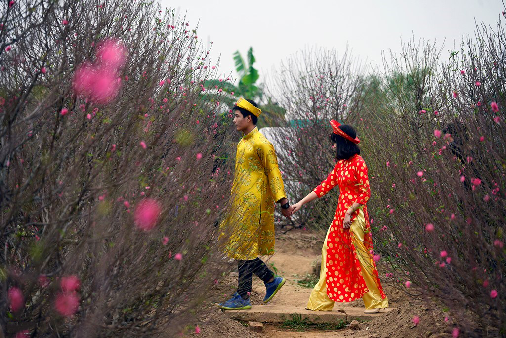 Vườn đào Nhật Tân đã khoe sắc chào đón Tết Đinh Dậu
