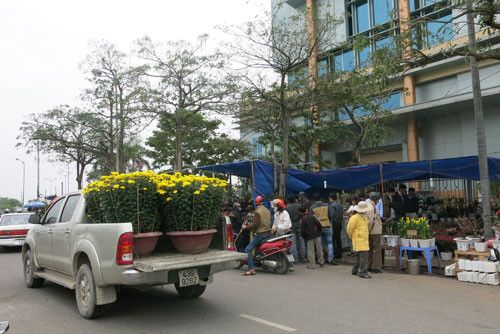 Muôn hoa khoe sắc rực rỡ tại chợ hoa Đà Nẵng
